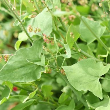 Skjoldsyre 'Silver Leaf'