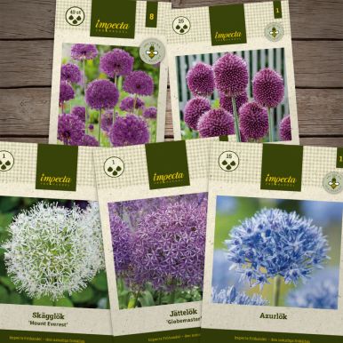 Blomstrende allium