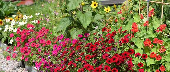 Fröer till ettåriga blomsterväxter