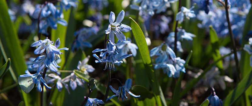 Naturaliserande blomsterlök