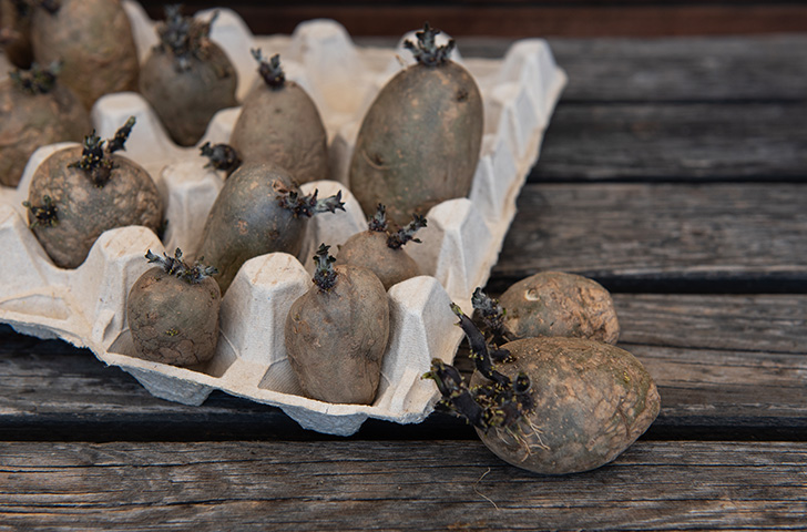 förgro potatis