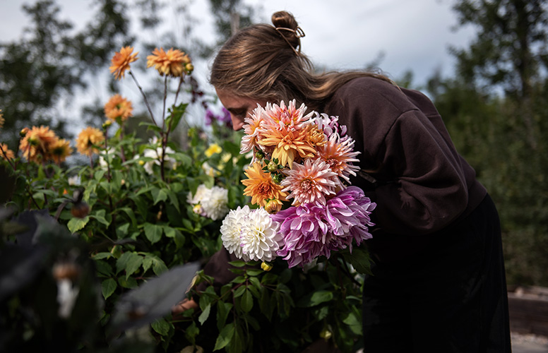 Dyrk dahliaer i blomsterbede og krukker