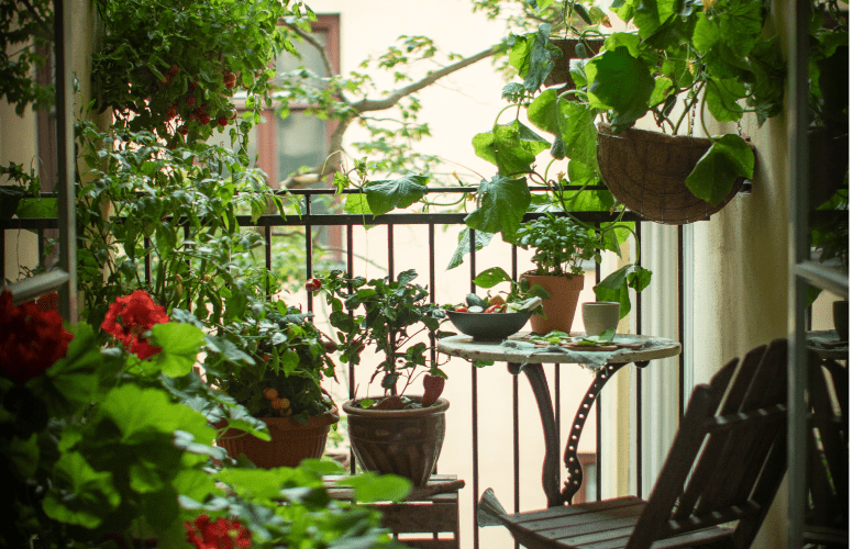 Dyrkning av grøtdager på altan