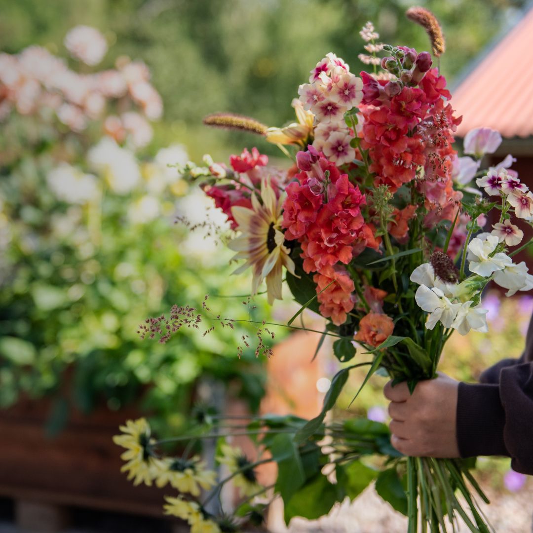 Etårige blomster