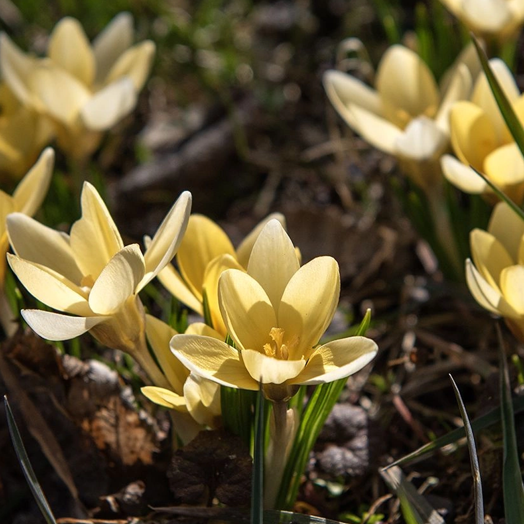 Krokus