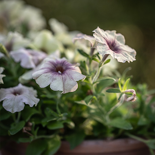 Petunia