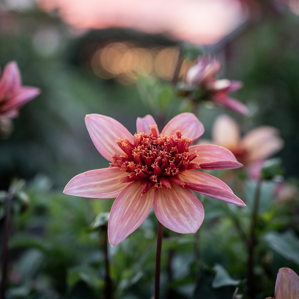Dahlia