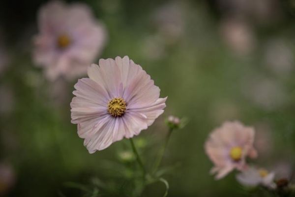 Udvalgte sommerblomster til forsåning - Op til 40 % rabat