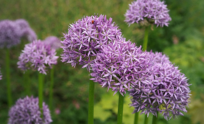 Allium - blomstrende kugler