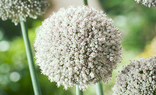 Allium - blomstrende kugler