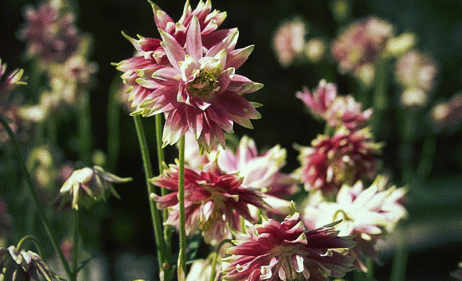 Akeleje 'Nora Barlow'