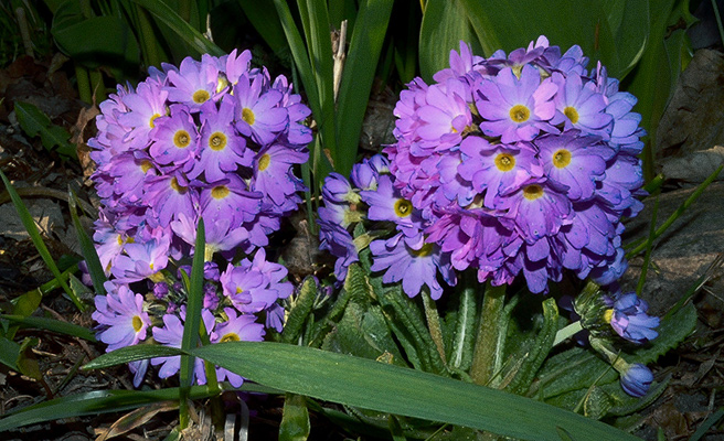 6510 Primula denticulata