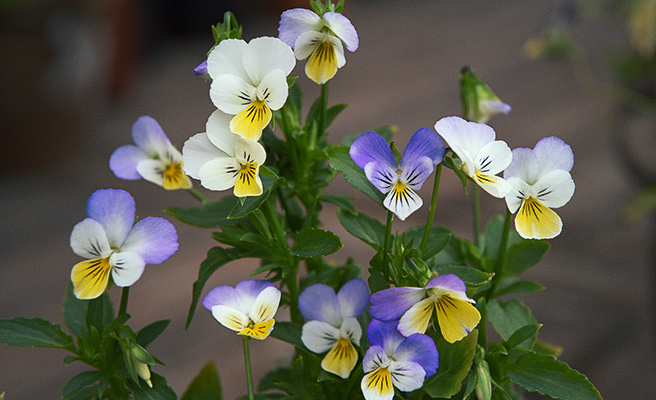 6663 Viola tricolor