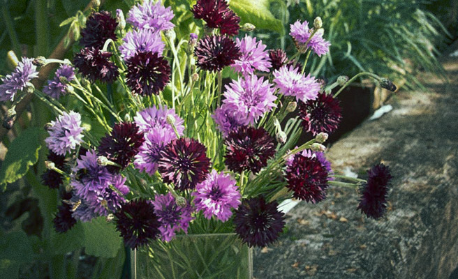 Kornblomst 'Black & Mauve'