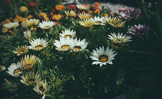 Påfugleblomster F1 'New Day White'