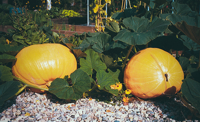 Mammutgræskar 'Atlantic Giant'