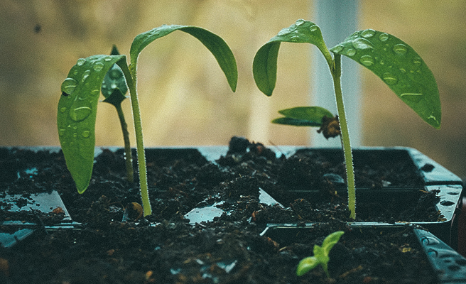 Frøplanter miniaubergine 'Jackpot'