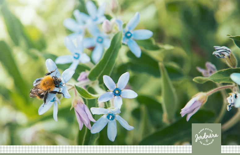 Pollinering − ett frö blir till