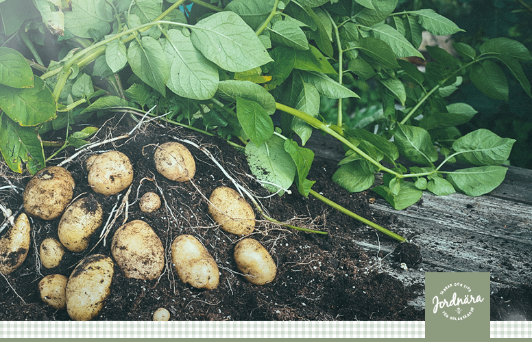 Odla potatis på balkong