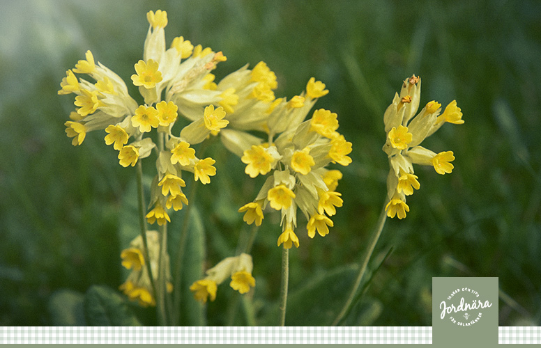 Primula - vårens vackra viva