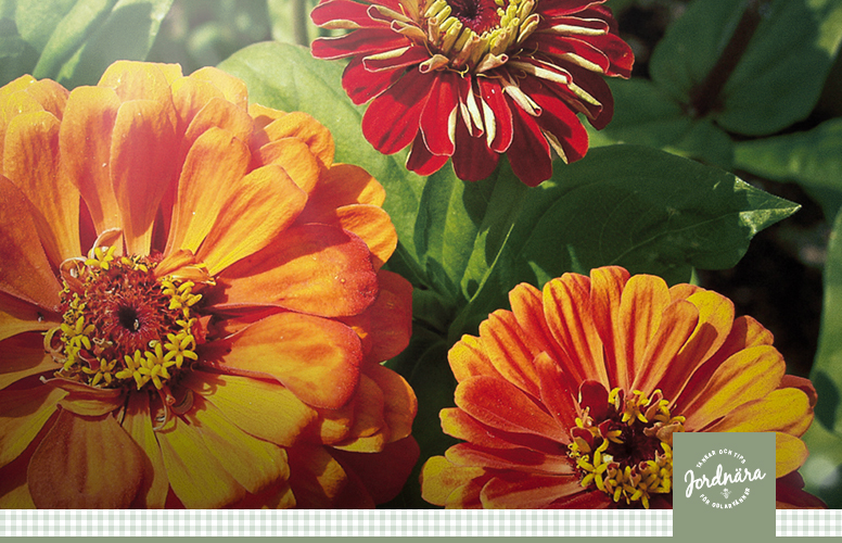 Zinnia i haven og buketten