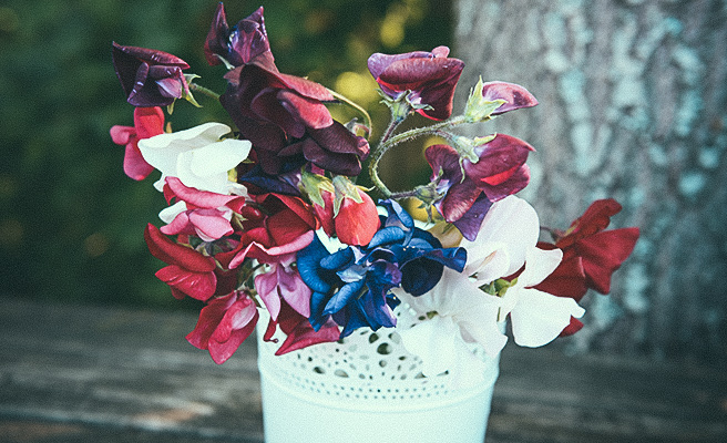 Ærteblomster i krukke