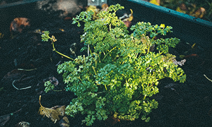 Havanapeber 'Habanero Orange' Persille november