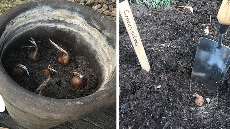 saffranskrokus odling i kruka och på friland