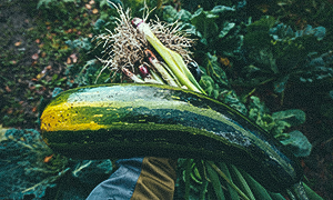 Havanapeber 'Habanero Orange' Høst squash og forårsløg november