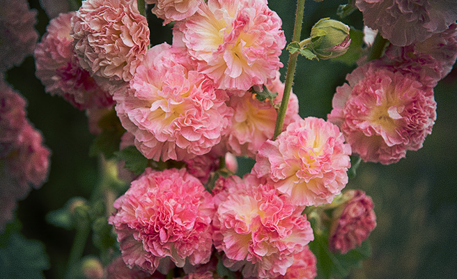 Blomsterne på 'Chater's Salmon Pink' er ekstra dobbelte.