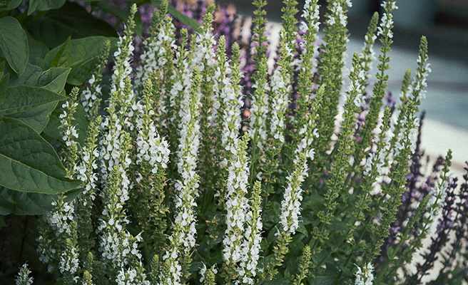 65308 Staudesalvie 'Merleau White'