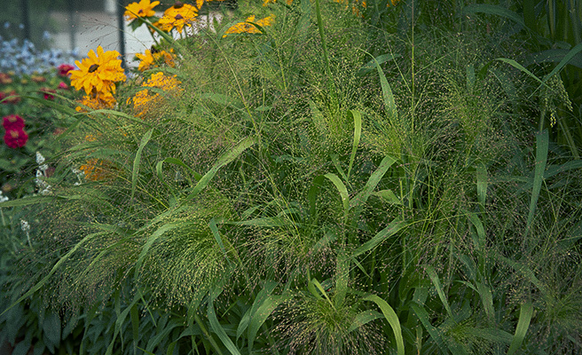 86185 Panicum virgatum 'Fontaine'