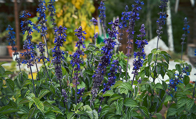 87120-Salvia-longispicata-x-farinacea-Big-Blue