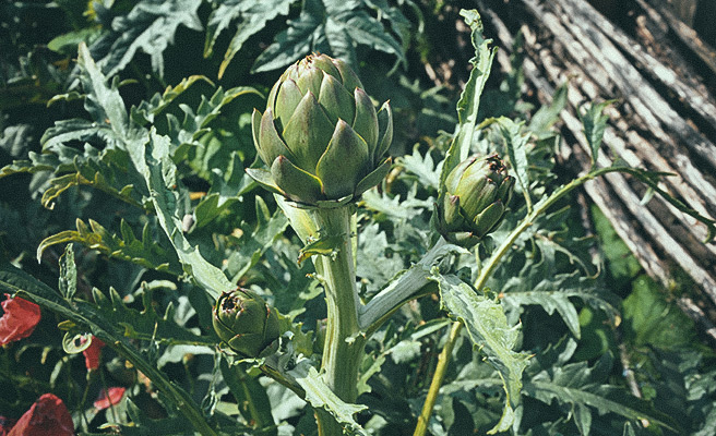 9757 Cynara cardunculus Scolymus gr Green Globe