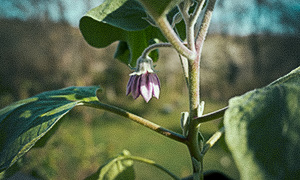 Chilipeber 'Sweet Banana' Aubergineblomst