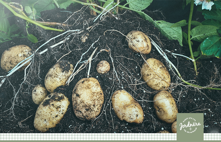 Høst og opbevar kartofler