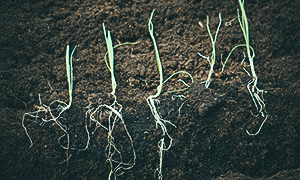 Porre små planter