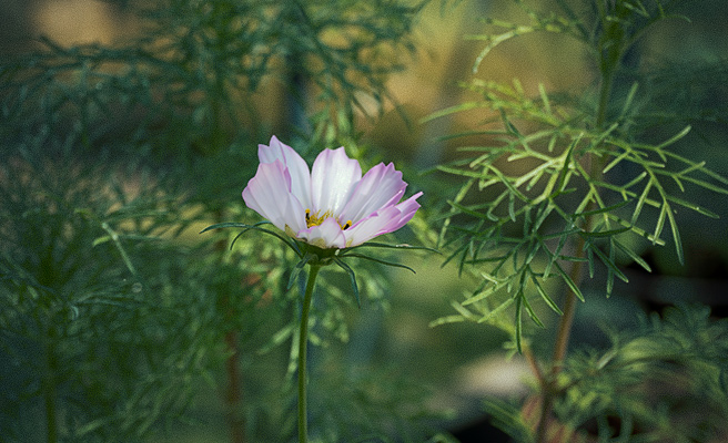 Stolt kavaler blomstrer