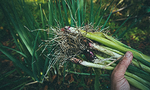Chilipeber 'Sweet Banana' Høst forårsløg november