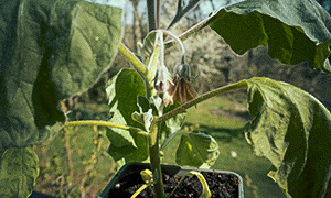 Habanero Orange 'Habanero Orange' Vissen aubergine