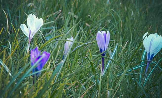 Krokus i græsplænen