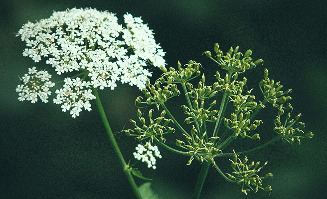 Blomstrende skvalderkål