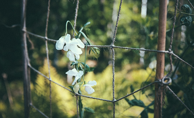 Ærteblomst i net