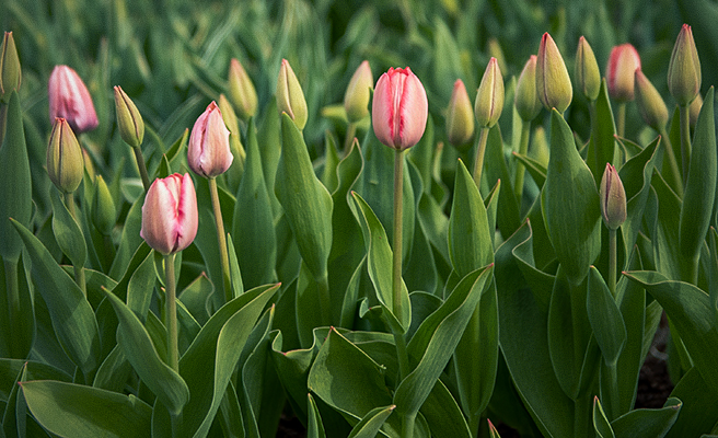 Forårsblomstrende løg