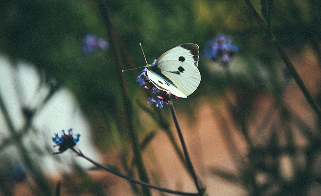 Sommerfugl