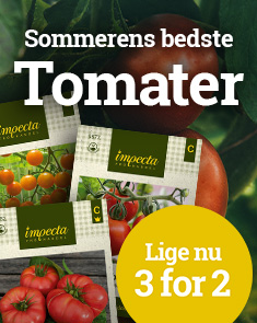 Tomater - 3 for 2