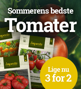 Tomater - 3 for 2