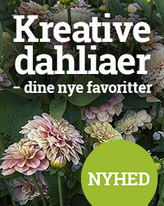 Dahlia