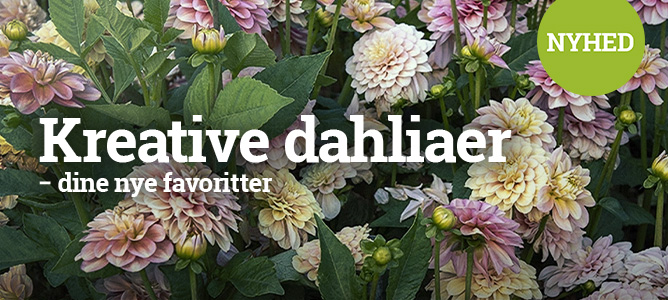 Kreative dahliaer