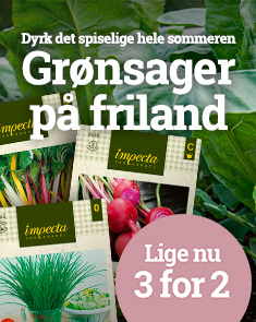 Grønsager - 3 for 2